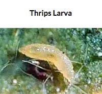 Amblyseius cucumeris (Thrips Predator)
