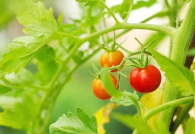 Tomate: Plantio, Cultivo e Colheita