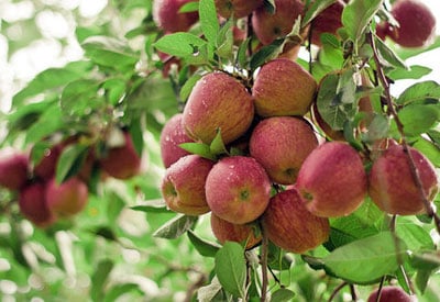 Como cultivar árvores frutíferas de forma orgânica