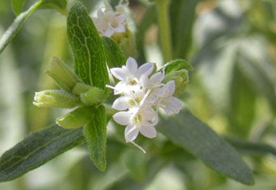 Como Cultivar Stevia Organicamente
