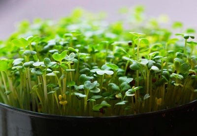 Como Cultivar Sementes Microverdes em Interior