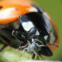 Controle do escaravelho dos espargos