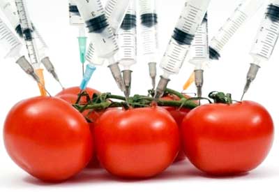 Falha do GMO: O Tomate Flavr Savr