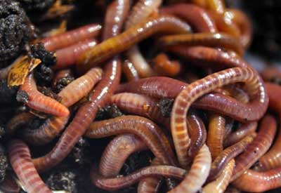 Estudo: Os vermes contribuem para o Aquecimento Global