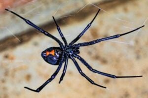 Como se livrar das Aranhas: Dentro e Fora da Casa