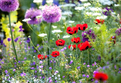 Ideias de Design de Jardins com Flores
