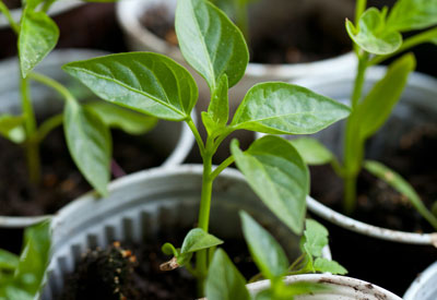 O que você precisa para cultivar plantas de interior de sementes